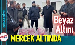 Osmaniye Kadirli'de "Beyaz Altın" Mercek Altında!