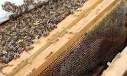 Kar Bereketi Arıcıları Sevindirdi!