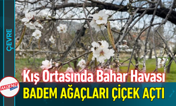 Kış Ortasında Bahar Havası: Badem Ağaçları Çiçek Açtı!