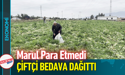Marul Para Etmedi, Çiftçi Bedava Dağıttı!