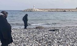 Mersin'de Caretta Caretta Alarmı