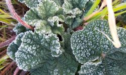 Meteoroloji’den Gece ve Sabah Saatlerinde Zirai Don Uyarısı!