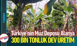 Türkiye’nin Muz Deposu Alanya: 300 Bin Tonluk Dev Üretim
