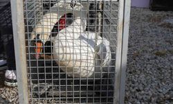 Nadir Görülen Göç Kazası Mutlu Sonla Bitti