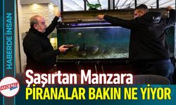 Bu Lokantanın En Dişli Müşterileri Piranalar