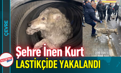 Şehre İnen Kurt Lastikçide Yakalandı!