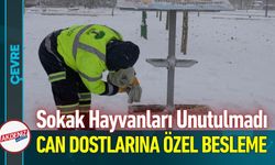 Sokak Hayvanlarına Kar Desteği: İlçe Mama İle Donatıldı