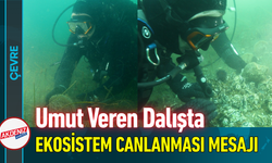 Umut Veren Dalışta Ekosistem Canlanması Mesajı!