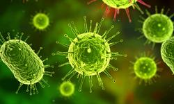 Uzmanlardan Uyarı: "Nipah Virüsü Ölümcül Olabilir!"