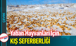 Yaban Hayvanları İçin Kış Seferberliği!