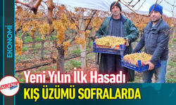 Yeni Yılın İlk Hasadı Kış Üzümü Sofralarda!