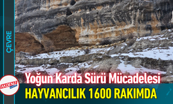 Yoğun Karda Sürü Mücadelesi: Hayvancılık 1600 Rakımda!