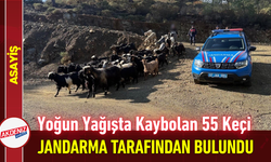 Yoğun Yağışta Kaybolan 55 Keçi Jandarma Tarafından Bulundu!
