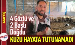 4 Gözlü ve Çift Başlı Doğdu: Hayata Tutunamadı