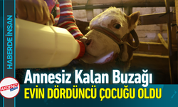 Annesiz Kalan Buzağı Evin Dördüncü Çocuğu Oldu!