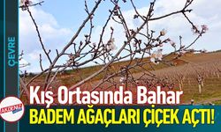 Kış Ortasında Bahar: Badem Ağaçları Çiçek Açtı