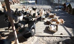 Can Dostlarına Bir Ayda 231 Kısırlaştırma