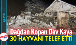Dağdan Kopan Dev Kaya 30 Hayvanı Telef Etti!