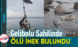 Gelibolu Sahilinde Ölü İnek Bulundu!