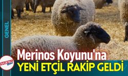 Merinos Koyunu'na Yeni Etçil Rakip Geldi