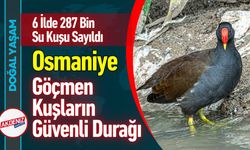Osmaniye Göçmen Kuşların Güvenli Durağı