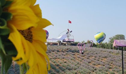 Osmaniye'de Lavanta ve Zeytin Çiçeği Festivali Başlıyor