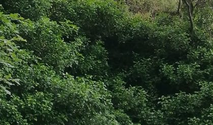 Kremna Antik Kenti’nde Ot Toplarken 15 Metreden Düştü