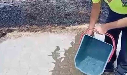 Trafik Polislerinden Kaplumbağaya Hayat Kurtaran Müdahale