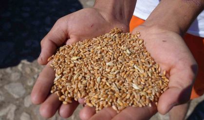 Çiftçilere Verimlilik için Sertifikalı Tohum Teşviki başladı: Son gün 31 Temmuz