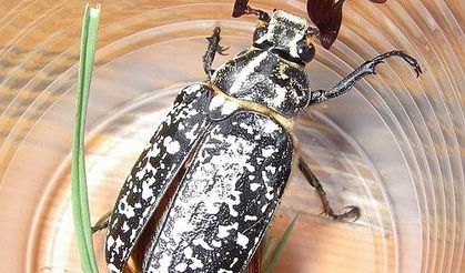 Dünyada Nadir Görülen Haziran Böceği, Batman'da  Kendini Gösterdi