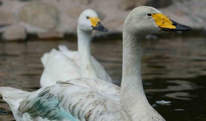 Kırıkkale'nin Sembol Kuğuları "Zarif" ve "Zarife" Ziyaretçilerin Gözdesi Oldu