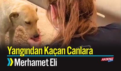 Yangından Kaçan Canlara Merhamet Eli