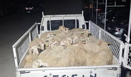 Parayı Ödemeden Kaçtılar: Hayvan Dolandırıcıları Jandarmaya Yakalandı