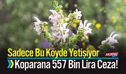 Sadece Bu Köyde Yetişiyor, Koparana 557 Bin Lira Ceza!