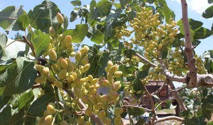 Siirt'te Fıstık Rekolte Tahmin Çalışmaları Başladı