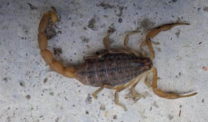 Çorum Osmancık’ta Zehirli Akrep Paniği: Ev Sahibi Müdahale Etti