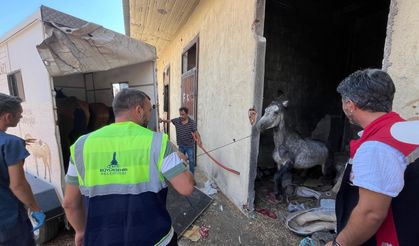 Açlığa ve Susuzluğa Terk Edilen Atlar Kurtarıldı