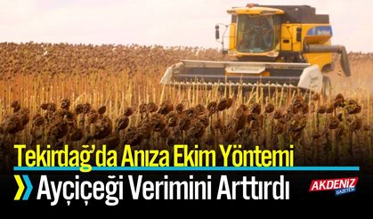 Tekirdağ’da Anıza Ekim Yöntemi Ayçiçeği Verimini Arttırdı