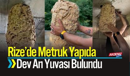 Rize’de Metruk Yapıda Dev Arı Yuvası Bulundu