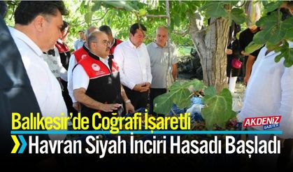 Balıkesir’de Coğrafi İşaretli Havran Siyah İnciri Hasadı Başladı