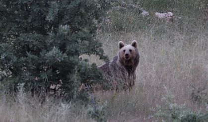Bayburt Yaylalarında Ayılar Yaşam Alanlarını Ziyaret Etti