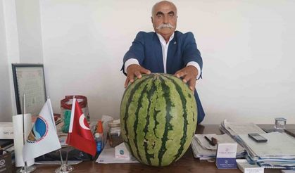 Böylesi hiç görülmedi: Bu Karpuz 45 kilo