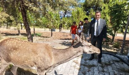 Burdur'da doğaya bırakılan geyik Salda Gölü'ne indi