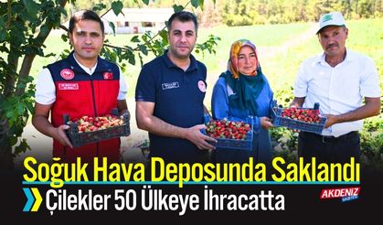Soğuk Hava Deposunda Saklanan Çilekler İhracatta