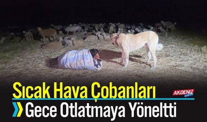 Sıcak Hava Çobanları Gece Otlatmaya Yöneltti