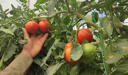 Dodurga’da Seradan Rekor Domates Verimi
