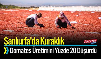 Şanlıurfa'da Kuraklık Domates Üretimini Yüzde 20 Düşürdü