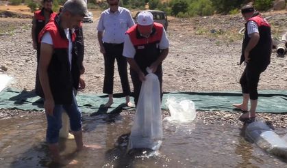 Elazığ’da 5 Milyon 786 Bin Yavru Sazan Suya Bırakılacak