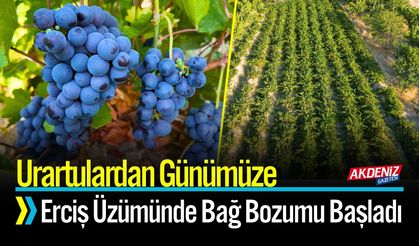 Urartulardan Günümüze: Erciş Üzümünde Bağ Bozumu Başladı