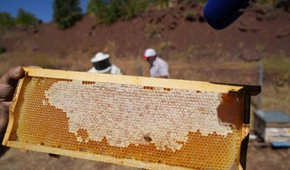 Erzincan’da Bal Hasadı: Yılda 1200 Ton Bal Üretiliyor